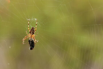 spider, web, insect, nature, animal, arachnid, macro, garden, cobweb, wildlife, net, predator, spiderweb, spider web, argiope, legs, closeup, bug, arachnophobia, yellow, creepy, prey