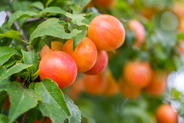 Ripe red-yellow fruits of cherry plum on a branch among green leaves