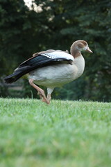 Ducks  swans   stunning photo series by the water and in the forest