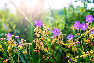 Sunlight on bright purple flowers of meadow geranium among green grass
