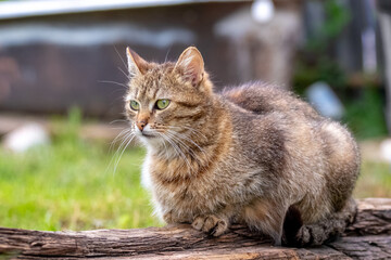 Striped gray-brown wildcat sitting on an old wooden beam against a blurred green background,...