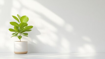 A potted green plant casting shadow on white wall, minimalist interior design, bright natural light, and serene and modern composition.