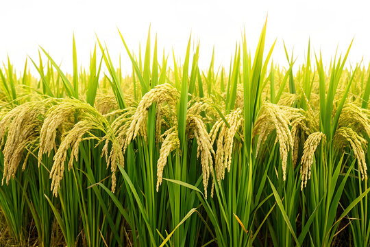 Fototapeta Green rice plant field isolated on white background, ideal for agricultural, farming, or organic food themes