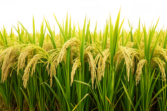 Green rice plant field isolated on white background, ideal for agricultural, farming, or organic food themes