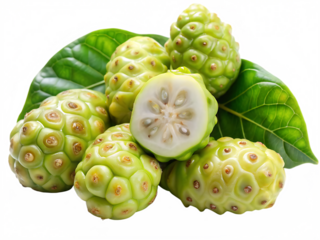 Fresh noni fruits isolated on white background in monoline style, ideal for herbal and tropical wellness visuals.