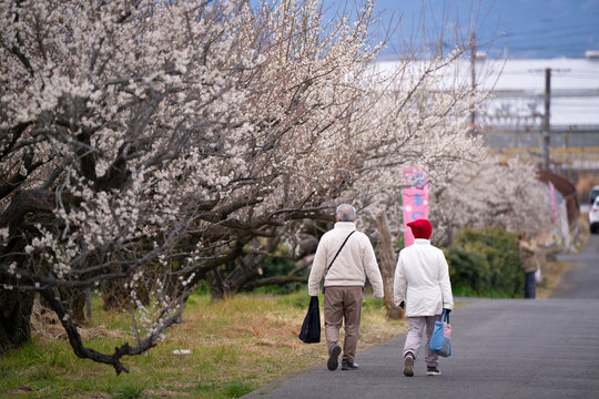 people come to see blooming flowers plum tree and walk around soga plum grove odawara Shizuoka Japan 