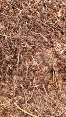 Old wood texture with natural patterns. Аnthill in a tree. Abstract background and texture for design. Selective focus