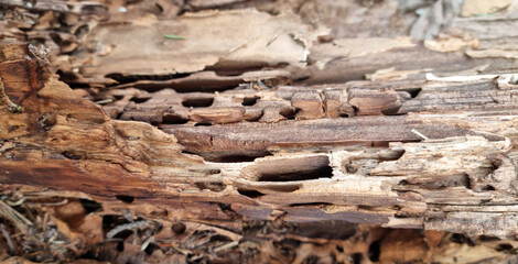 Old wood texture with natural patterns. Аnthill in a tree. Abstract background and texture for design. Selective focus
