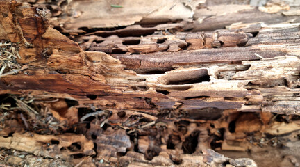 Old wood texture with natural patterns. Аnthill in a tree. Abstract background and texture for design. Selective focus
