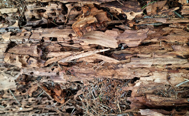 Old wood texture with natural patterns. Аnthill in a tree. Abstract background and texture for design. Selective focus
