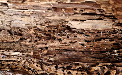 Old wood texture with natural patterns. Аnthill in a tree. Abstract background and texture for design. Selective focus