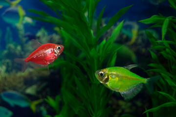 Aquarium  fish-ternetzi swim. Two fish are green and red. The Latin name Gymnocorymbus ternetzi. Close-up, blue background.