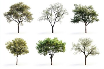 High definition collection Tree isolated on white background, hd, realistic