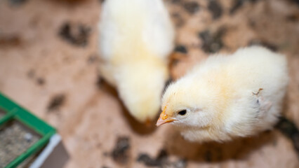 Group of four-day-old baby chickens in their natural environment with feeder and drinker containing vitamins. Concept of poultry farming, animal care, and natural food production.