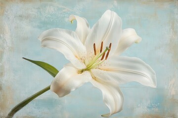 Obraz premium Elegant white lily flower blooms gracefully against a soft blue background, showcasing its natural beauty and delicate petals