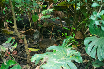 Fototapeta premium Victoria crowned pigeon, Victoria goura at Khao Kheow Open Zoo.