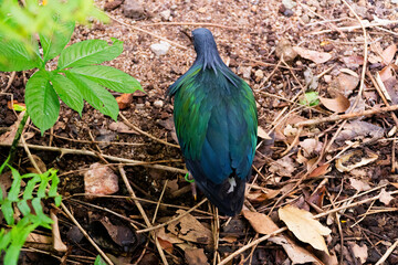 Nicobar pigeon, Nicobar dove at Khao Kheow Open Zoo.