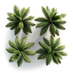 Four Overhead Views of Green Palm Trees Against White Backgrounds