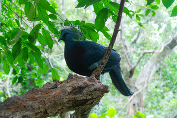 Victoria crowned pigeon, Victoria goura at Khao Kheow Open Zoo.