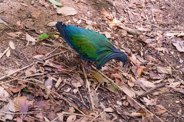 Nicobar pigeon, Nicobar dove at Khao Kheow Open Zoo.