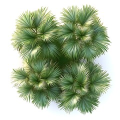 Lush green tropical palm trees depicted from an overhead perspective