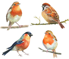 Set of watercolor birds illustrations on white, robin, sparrow, bullfinch 