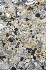 Close-up of weathered stone wall showing colorful lichen and moss growth