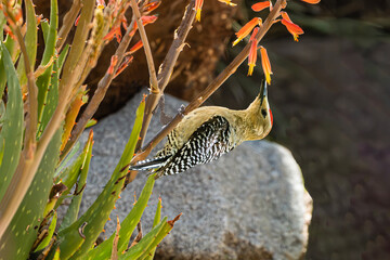 Gila Woodpecker (Melanerpes uropygialisz) Perched and Sipping Aloe Vera Blooms