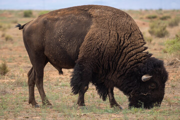 American bison grazing in the grasslands of northern Mexico