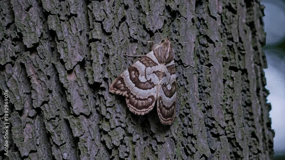 Poster close-up video of a moth on tree bark, showcasing intricate patterns. shot from a side angle, highli