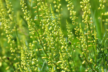 Reseda lutea as a weed growing in the field