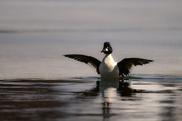 Male Common Goldeneye duck with wings stretched along frozen lake