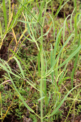 In the wild is growing Falcaria vulgaris