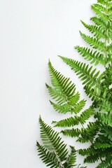 Close-up of plant on white