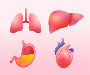 Human internal organs set vector
