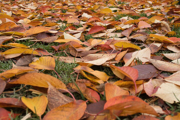 Colorful leaves on the ground at German pumpkin festival