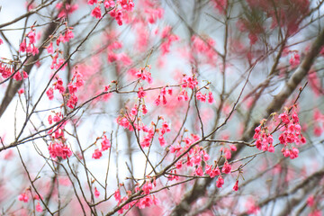 Crimson Bell-Shaped Cherry Blossoms on Bare Branches