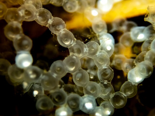 Macro photo of perch (Perca fluviatilis) eggs underwater. Transparent egg strands with visible...