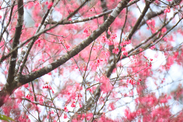 Crimson Bell-Shaped Cherry Blossoms on Bare Branches