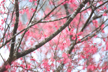 Crimson Bell-Shaped Cherry Blossoms on Bare Branches