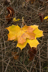 Bright yellow leaves on tangle of branches