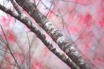 The Delicate Beauty of a Taiwan Cherry Tree in Full Spring Blossom