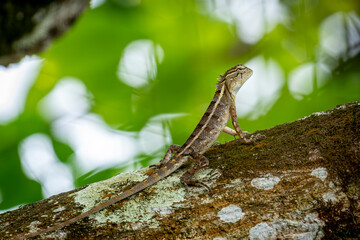 A lizard on a tree branch
