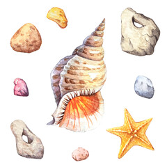seashells