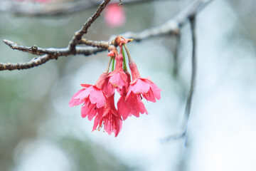 Cluster of Delicate Pink Bell-Shaped Blossoms