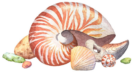 seashells