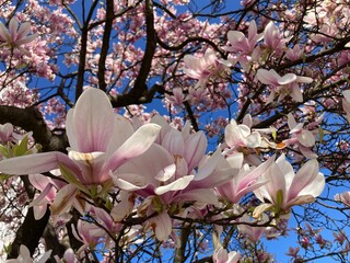 Magnolie blüht rosa unter blauem Himmel