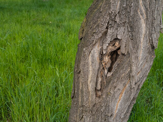 Obraz premium Tree trunk with bark damage and hollow, close-up. Natural cavity in old wood, surrounded by rough bark texture. Vertical shot with green grass background.