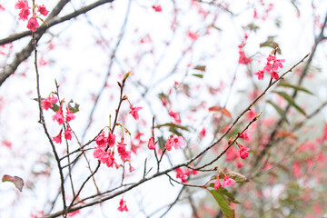 Crimson Bell-Shaped Cherry Blossoms on Bare Branches
