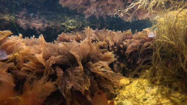 Winter View Red algae Porphyra swinging in the waves on rocks near the shore in the Black Sea